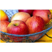 Direct Plants Apple James Grieve Large Fruit Tree 6ft Supplied in Pot