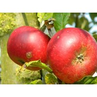 Direct Plants Apple Discovery Large Fruit Tree 6ft Tall Supplied in a Pot