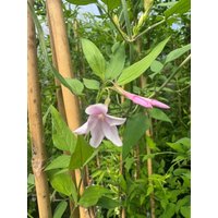 Direct Plants Jasminum Stephanense Highly Fragrant Climbing Plant Large 3-4ft 3L Pot