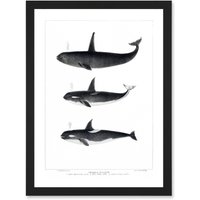 Artery8 Orca Killer Whales Nature Ocean Sea Life Artwork Framed Wall Art Print A4 in Black