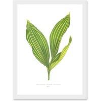 Artery8 Leaf Convallaria Majalis Variegata Lilly of the Valley Artwork Framed Wall Art Print A4 in White