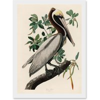Artery8 Audubon Birds America Brown Pelican Nature Animals Artwork Framed Wall Art Print A4 in White