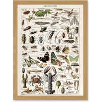 Artery8 Millot Encyclopedia Arthropods Exoskeletal Animals Nature Artwork Framed Wall Art Print A4 in Light Oak