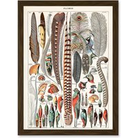 Artery8 Millot Encyclopedia vintage Birds Feathers Plumage Nature Artwork Framed Wall Art Print A4 in Brown