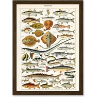 Artery8 Millot Encyclopedia vintage Fish Shark Ray Nature Artwork Framed Wall Art Print A4 in Brown
