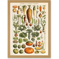 Artery8 Millot Encyclopedia vintage Vegetables Legumes Nature Artwork Framed Wall Art Print A4 in Light Oak
