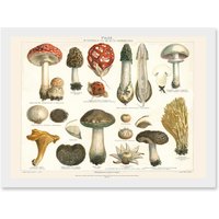 Artery8 Meyers Fungus Mushrooms Toadstools Collection Artwork Framed Wall Art Print A4 in White