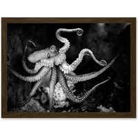 Artery8 Animal Photo Aquatic Marine Octopus Black White Artwork Framed Wall Art Print A4 in Brown