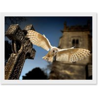 Artery8 Photo Barn Owl in Flight Bird Alba Graveyard Scotland Artwork Framed Wall Art Print A4 in White