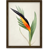 Artery8 Tropical Bird of Paradise Flower Gold Black Illustration Artwork Framed Wall Art Print A4 in Brown