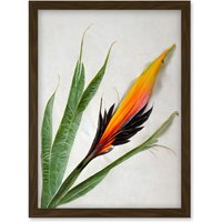 Artery8 Bird of Paradise Tropical Plant Flower & Leaves Illustration on White Artwork Framed Wall Art Print A4 in Brown