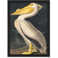 Artery8 John James Audubon Style Pelican Bird Vintage Detailed Illustration Artwork Framed Wall Art Print A4 in Black