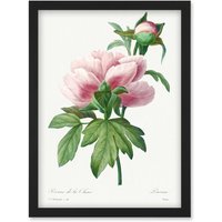 Artery8 Vintage Pale Pink Peony Bloom Illustration Floral Stem Flowers Pretty Artwork Framed Wall Art Print A4 in Black