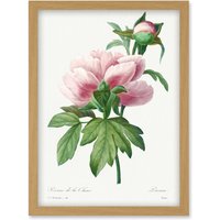 Artery8 Vintage Pale Pink Peony Bloom Illustration Floral Stem Flowers Pretty Artwork Framed Wall Art Print A4 in Light Oak