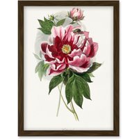 Artery8 Vintage Pink Red Peony Bloom Flowers Floral Classic Pretty Illustration Artwork Framed Wall Art Print A4 in Brown