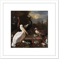 Artery8 Hondecoeter Pelican Birds Pool Floating Feather 8X8 Inch Square Wooden Framed Wall Art Print Picture with Mount in White