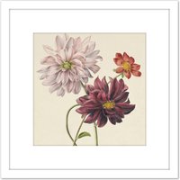 Artery8 Willem Hekking Dahlias Flowers Pink & Purple 8X8 Inch Square Wooden Framed Wall Art Print Picture with Mount in White