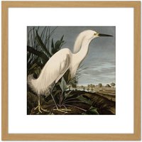Artery8 Audubon Birds Snowy Heron Painting 8X8 Inch Square Wooden Framed Wall Art Print Picture with Mount in Light Oak