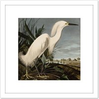 Artery8 Audubon Birds Snowy Heron Painting 8X8 Inch Square Wooden Framed Wall Art Print Picture with Mount in White
