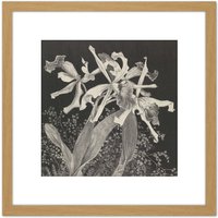 Artery8 Hoytema Orchids Flower Petals Plant Bw Drawing 8X8 Inch Square Wooden Framed Wall Art Print Picture with Mount in Light Oak