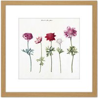 Artery8 Five Studies Of Anemones Pretty Flowers Drawing 8X8 Inch Square Wooden Framed Wall Art Print Picture with Mount in Light Oak