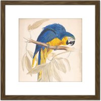 Artery8 Blue & Yellow Macaw 8X8 Inch Square Wooden Framed Wall Art Print Picture with Mount in Brown