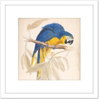 Artery8 Blue & Yellow Macaw 8X8 Inch Square Wooden Framed Wall Art Print Picture with Mount in White