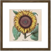 Artery8 Large Sunflower Flos Solis Maior 8X8 Inch Square Wooden Framed Wall Art Print Picture with Mount in Brown