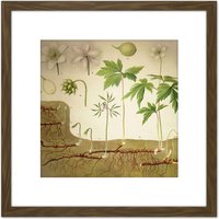 Artery8 Heubach Anemone Nemorosa Botanical Illustration 8X8 Inch Square Wooden Framed Wall Art Print Picture with Mount in Brown