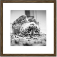 Artery8 Cat Kitten Lying Upside Down Carpet Black White Photo 8X8 Inch Square Wooden Framed Wall Art Print Picture with Mount in Brown