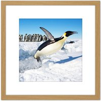 Artery8 Michel Emperor Penguin Antarctica Jumping From Water Photo 8X8 Inch Square Wooden Framed Wall Art Print Picture with Mount in Light Oak