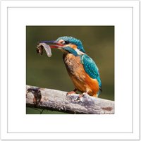 Artery8 Dalous Kingfisher Bird Eating Tadpole Nature Photo 8X8 Inch Square Wooden Framed Wall Art Print Picture with Mount in White