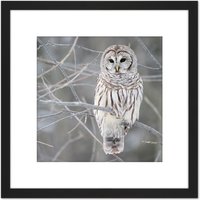 Artery8 Mdf Barred Owl Bird Tree Nature Photo 8X8 Inch Square Wooden Framed Wall Art Print Picture with Mount in Black