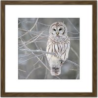 Artery8 Mdf Barred Owl Bird Tree Nature Photo 8X8 Inch Square Wooden Framed Wall Art Print Picture with Mount in Brown