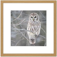 Artery8 Mdf Barred Owl Bird Tree Nature Photo 8X8 Inch Square Wooden Framed Wall Art Print Picture with Mount in Light Oak