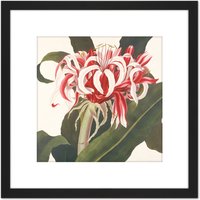 Artery8 Bury Havell Giant Spider Lily Queen Emma Flower 8X8 Inch Square Wooden Framed Wall Art Print Picture with Mount in Black