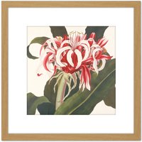 Artery8 Bury Havell Giant Spider Lily Queen Emma Flower 8X8 Inch Square Wooden Framed Wall Art Print Picture with Mount in Light Oak