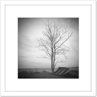 Artery8 Lone Tree Silhouette Greyscale Photo 8X8 Inch Square Wooden Framed Wall Art Print Picture with Mount in White