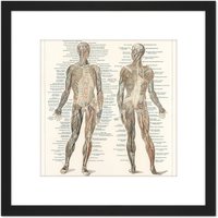 Artery8 Meyers Konversations Lexikon 1894 Human Muscles Diagram 8X8 Inch Square Wooden Framed Wall Art Print Picture with Mount in Black