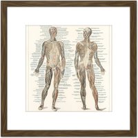 Artery8 Meyers Konversations Lexikon 1894 Human Muscles Diagram 8X8 Inch Square Wooden Framed Wall Art Print Picture with Mount in Brown