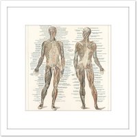 Artery8 Meyers Konversations Lexikon 1894 Human Muscles Diagram 8X8 Inch Square Wooden Framed Wall Art Print Picture with Mount in White