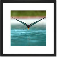 Artery8 Sanchezn Swallow Bird Drinking Swimming Pool Photo 8X8 Inch Square Wooden Framed Wall Art Print Picture with Mount in Black