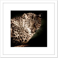 Artery8 Leopard Big Cat Spots Photo 8X8 Inch Square Wooden Framed Wall Art Print Picture with Mount in White