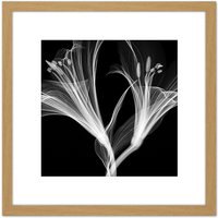 Artery8 Schwartz NJIT Flowers Greyscale X-Ray Transparent Photo 8X8 Inch Square Wooden Framed Wall Art Print Picture with Mount in Light Oak