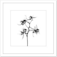 Artery8 Schwartz NJIT Orchid Flower Transparent Greyscale X-Ray Photo 8X8 Inch Square Wooden Framed Wall Art Print Picture with Mount in White
