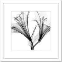 Artery8 Schwartz NJIT Greyscale Flowers X-Ray Transparent Photo 8X8 Inch Square Wooden Framed Wall Art Print Picture with Mount in White