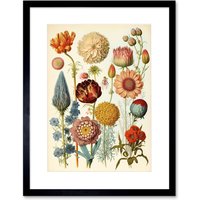 Artery8 Wall Art Print Vintage Botanical Ernst Haeckel Style Plant Study Modern Watercolour Painting Artwork Framed 9X7 Inch | Size: W7" x H9"