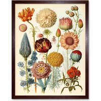 Artery8 Wall Art Print Vintage Botanical Ernst Haeckel Style Plant Study Modern Watercolour Painting Art Framed in Brown | Size: W12" x H16"