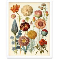 Artery8 Wall Art Print Vintage Botanical Ernst Haeckel Style Plant Study Modern Watercolour Painting Art Framed in White | Size: W12" x H16"