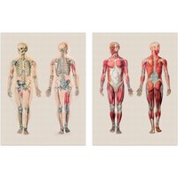 Artery8 Wall Art Print Human Body Muscle Bone Skeletal Diagrams Set Of 2 s Living Room Study Aesthetic Scientific Medical A4